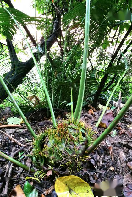 陈氏苏铁雌株供图 :顾伯健陈氏苏铁雄株供图 :顾伯健一旦电站建成蓄水