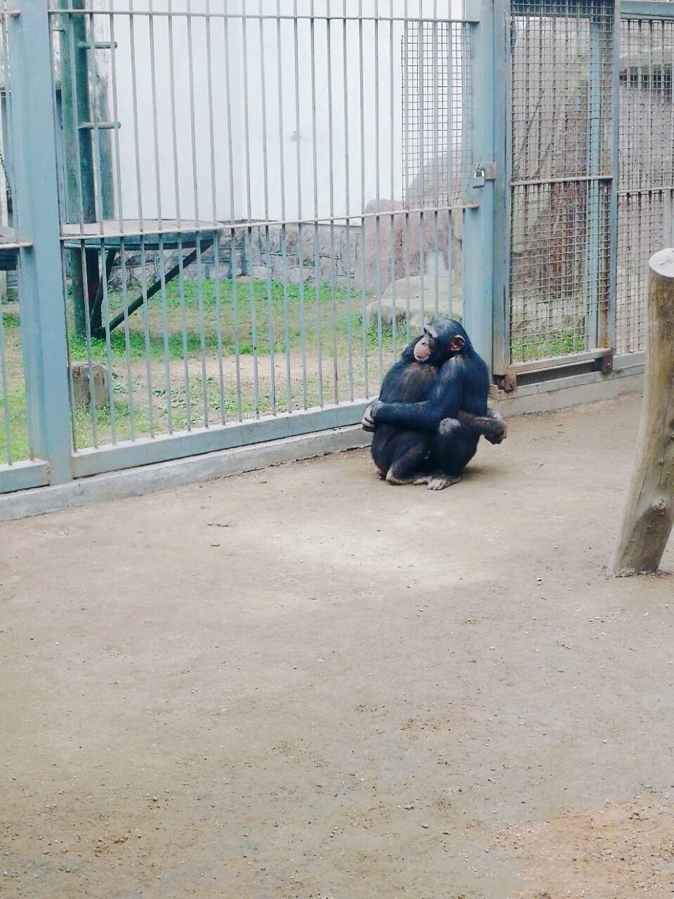 對了,此時的中山公園內,櫻花都開了呢看小動物的同時,也別忘了一賞