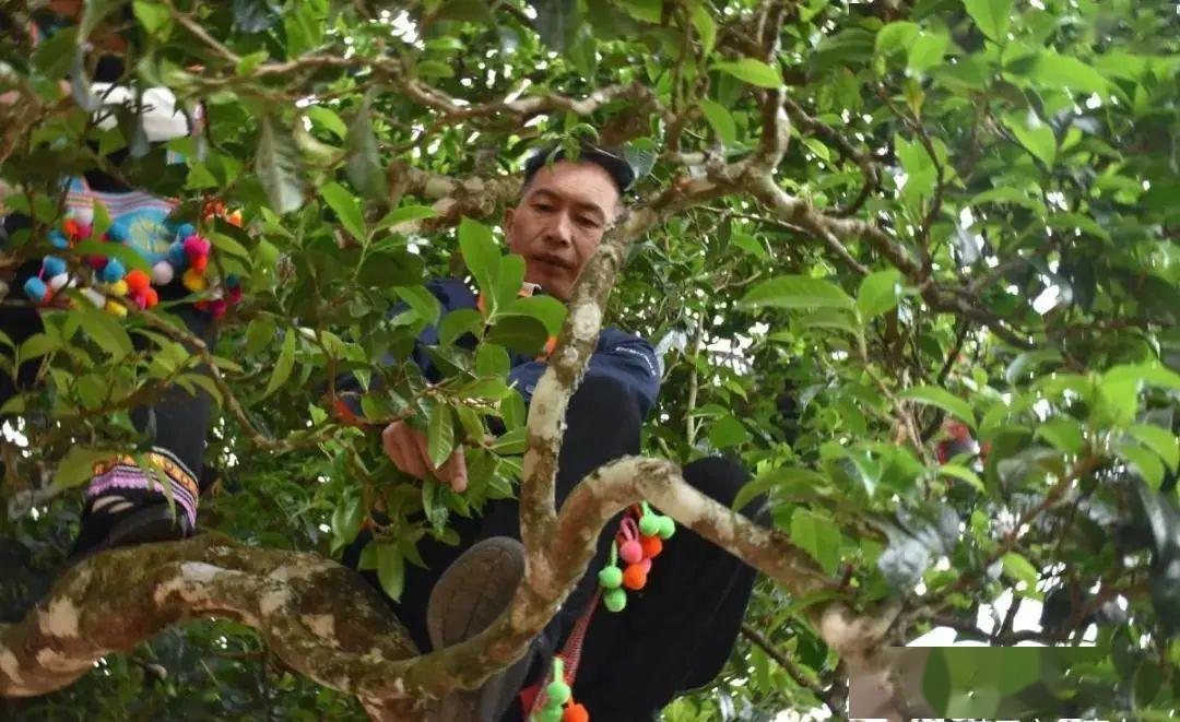 开采现场澜沧县富东乡"邦崴千年过渡型古茶王"富东乡人民政府主要负责