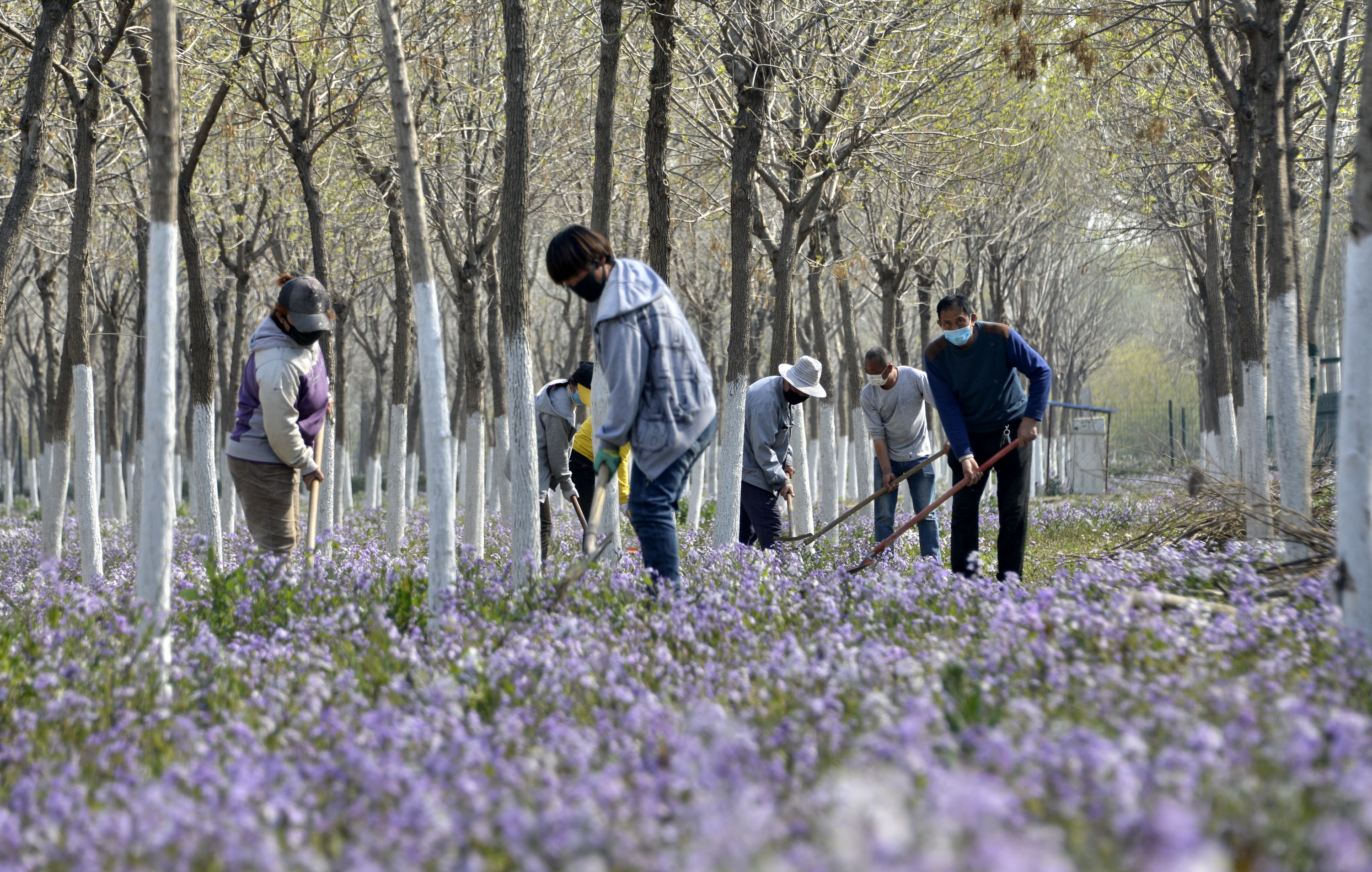 4月6日,北京市大兴区青云店镇农民在清理林地灌溉树坑.