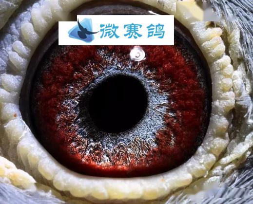 再转黄,代代强"---这是眼砂配合上的技巧,鸡黄配桃花,头代能出好鸽子