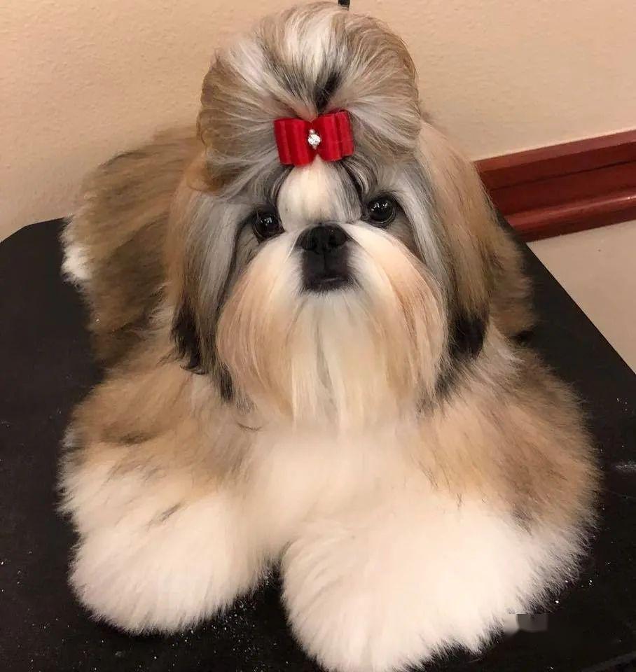 每日一王者bobby步步前行的美国akc西施犬排行一