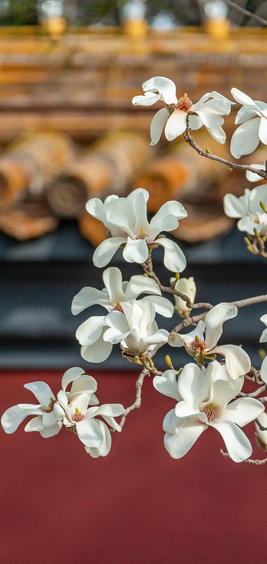 紫禁城承乾宫梨花盛开香满园一树梨花一承乾见证了顺治皇帝一段绝美的