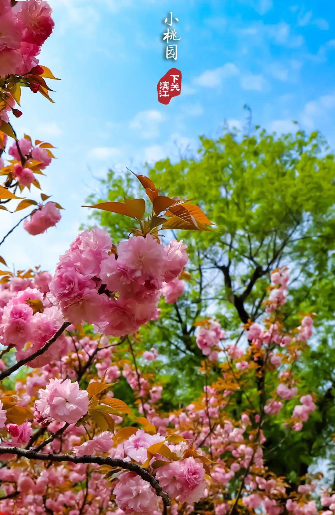 春风十里滨江等你正是春光肆意时春色醉人