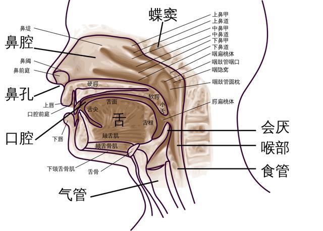 咽部结构图详细图片