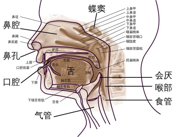 食道与咽喉图片位置图图片