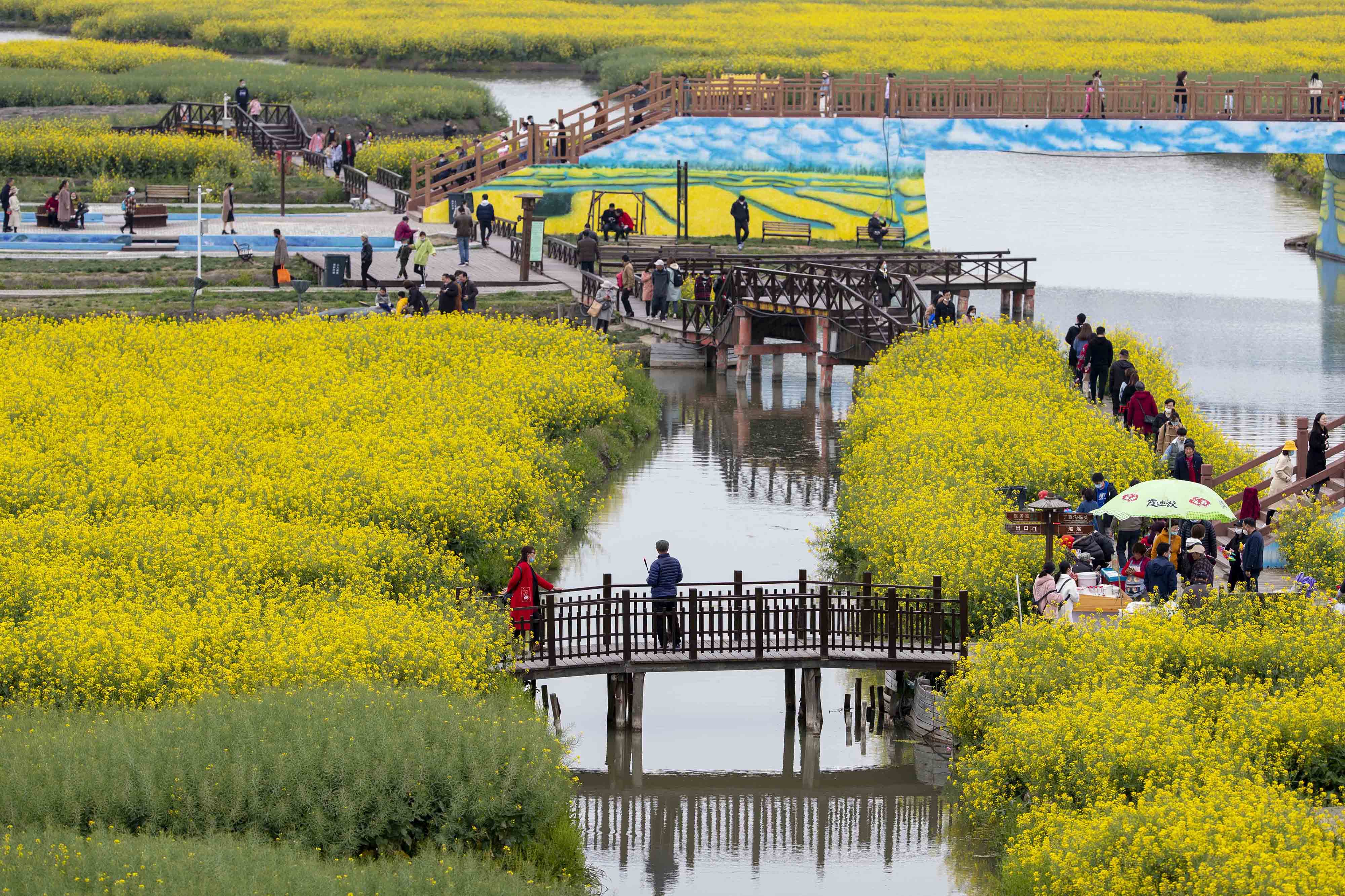 游客来到江苏泰州兴化市千垛景区和李中水上森林踏青游玩,人们走到