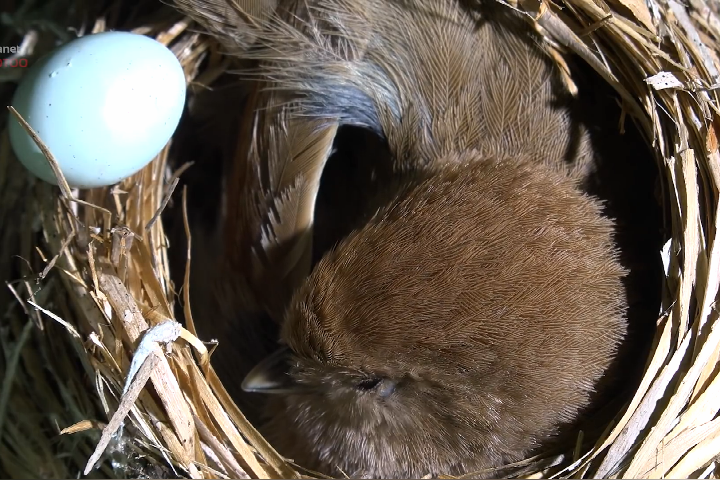 布谷鸟就是干这行眼睛未睁残害他类布谷鸟是巢中的灾难