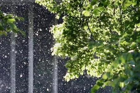 各社区(村)要及时组织人员,采取洒水后再清除等方式,清理本地区杨柳絮