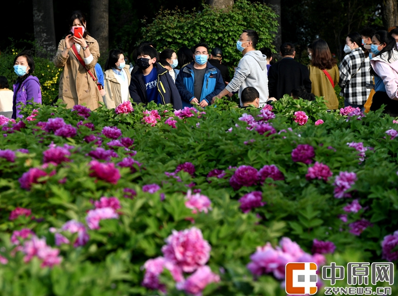 鄭州人民公園牡丹花開正豔