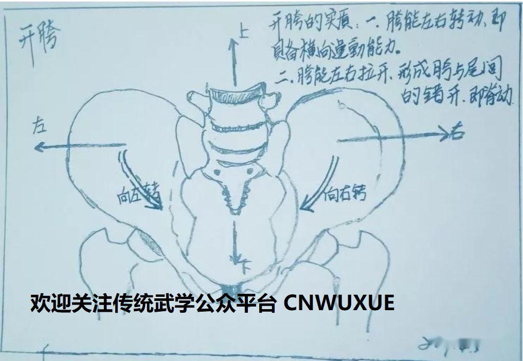开胯的实质是两胯能左右转动,即胯横向运动,以及两胯与尾闾肩拉开空隙