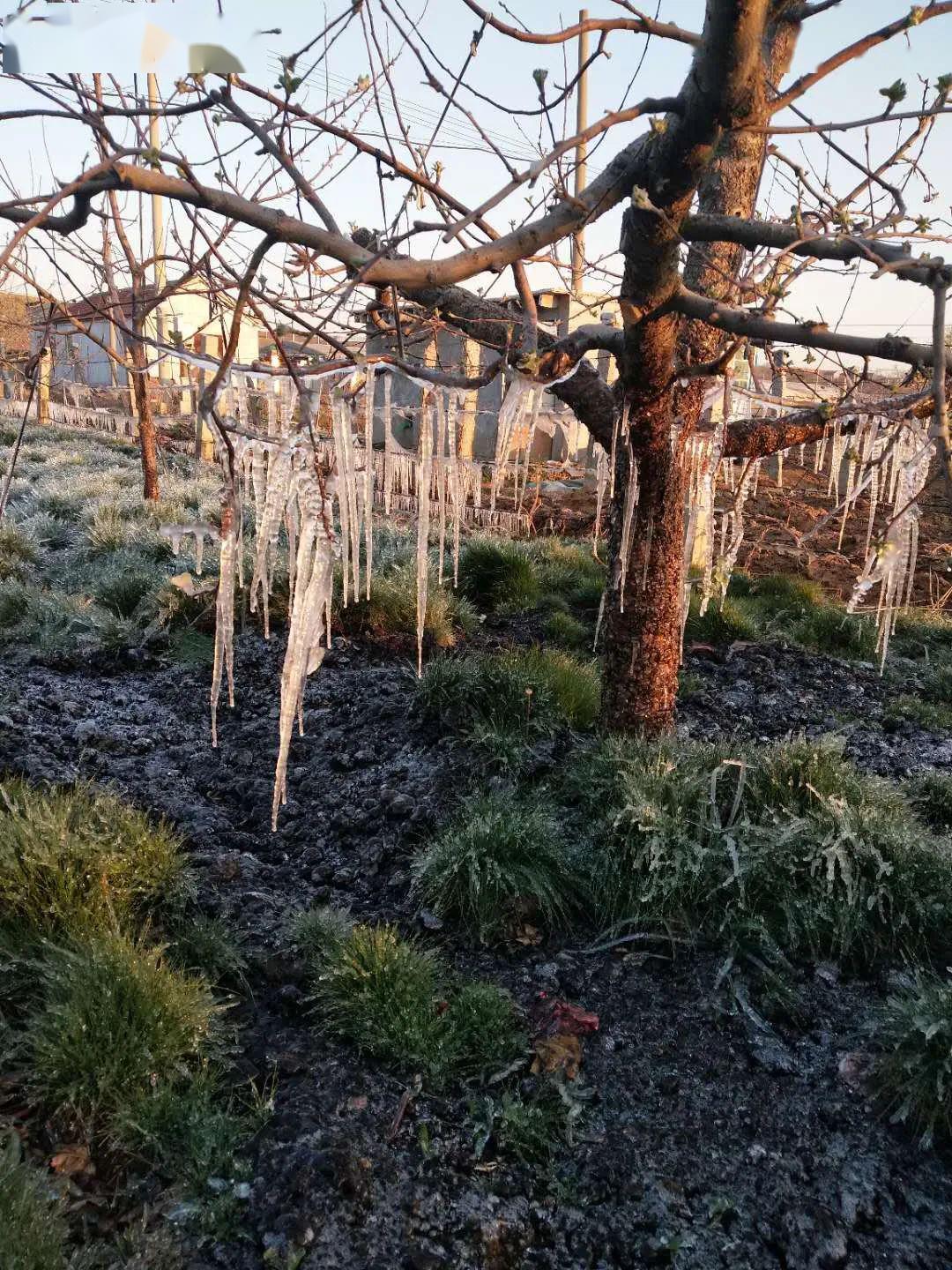 霜冻苹果,果树霜冻,苹果(第2页)_大山谷图库