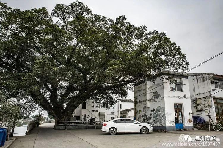 瑞安飞云杜山头水乡依水而行感受时光静美