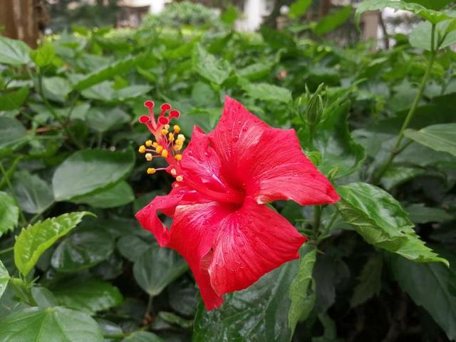 槿艳繁花满树红开在路边的南宁市花朱瑾花一样赏心悦目