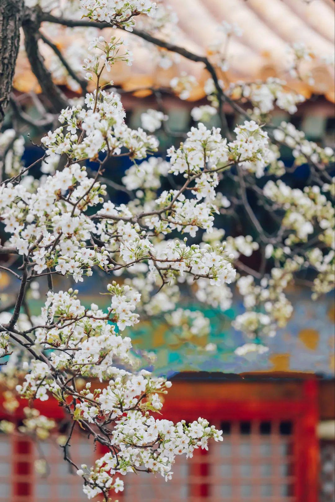紫禁城承乾宫梨花盛开香满园一树梨花一承乾见证了顺治皇帝一段绝美的