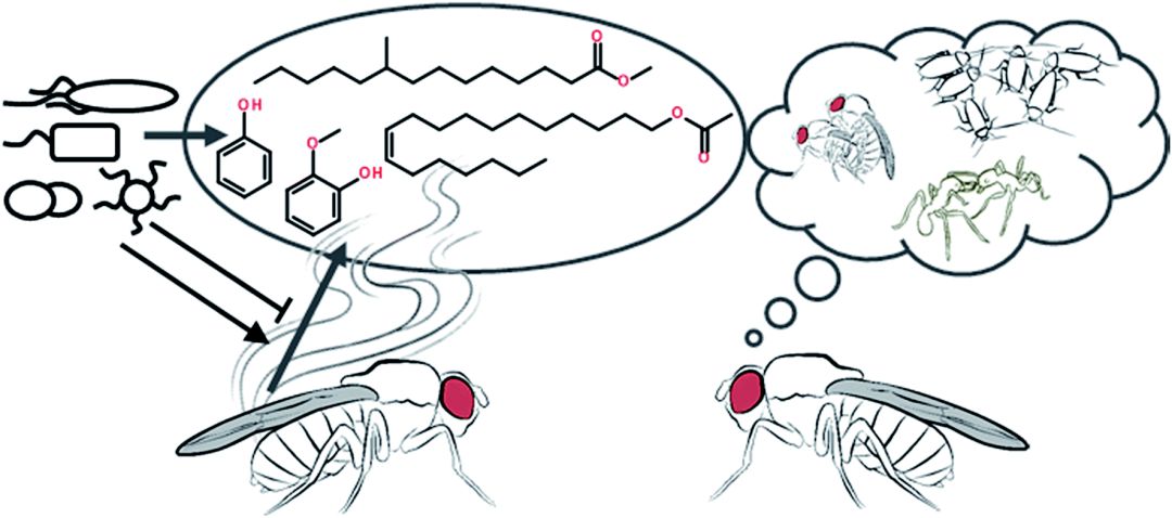 性引诱香水费洛蒙让虫虫情侣失联失恋