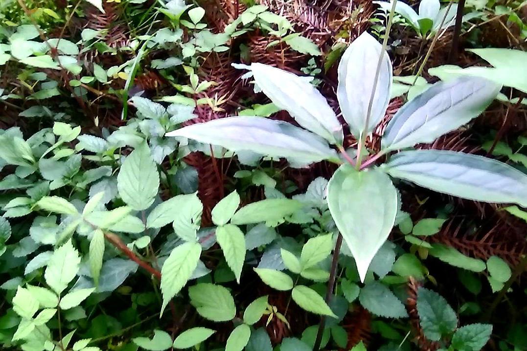 野生七葉一枝花移栽到自家山上