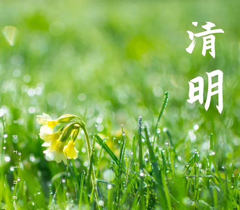 【节气养生】清明养生重在"食"!多吃这4种菜,护肝脾,祛湿气!_时节