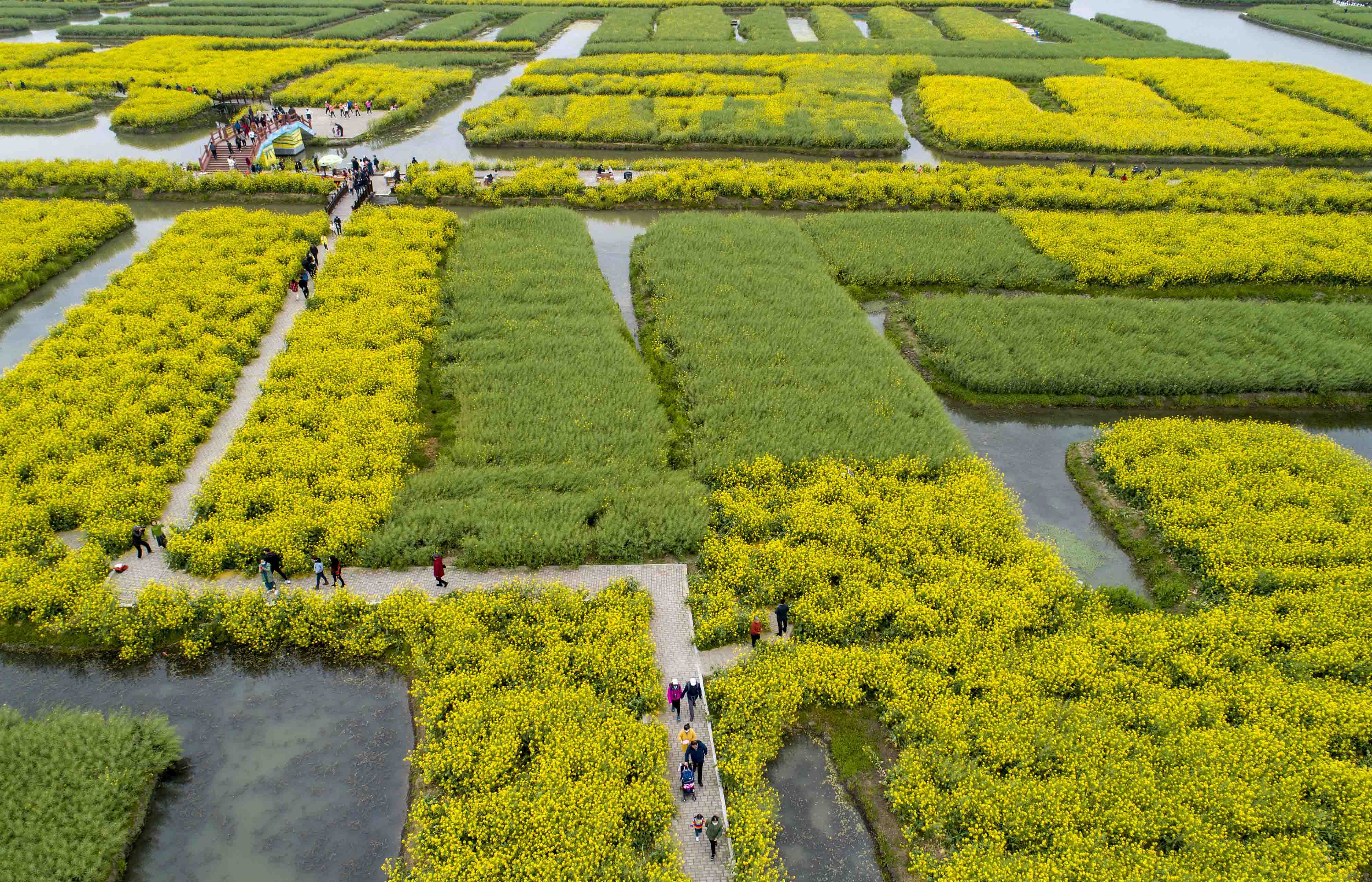 游客乘船穿梭在江苏泰州兴化市千垛景区油菜花海之中(无人机照片)