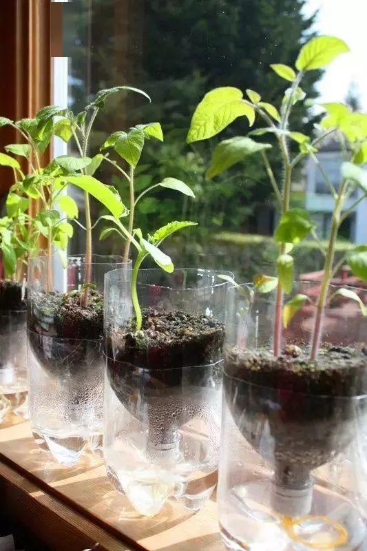 春天来了用塑料瓶种菜自给自足每个人都可以学会