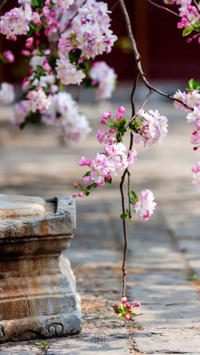 围观北京故宫首直播春色满园关不住花开时节动京城