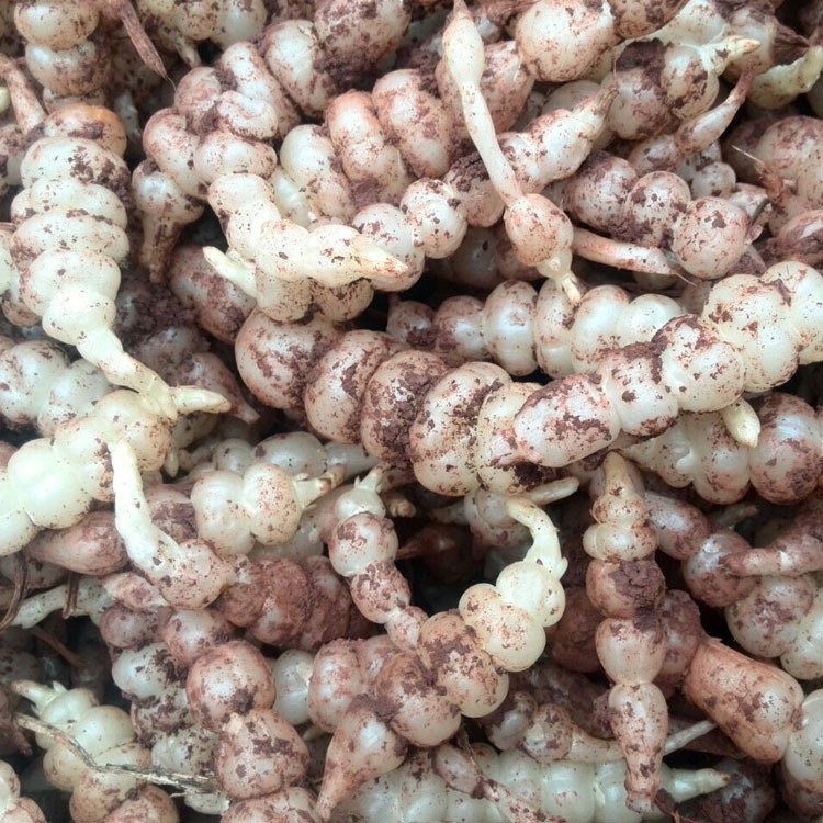 甘露子的营养价值(宝塔菜)宝塔菜之中的营养成分十分丰富,根据初步的