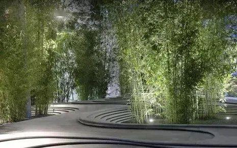 竹节树园林应用图片