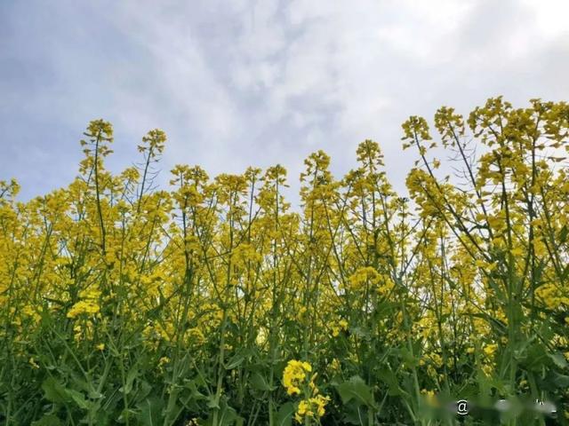 清明小長假,武功縣武功古城的油菜花海刷爆朋友圈.