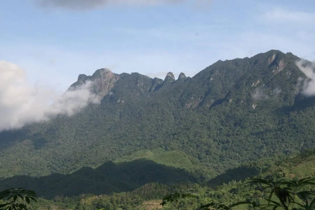 五指山气候属热带雨林气候,海拔高,纬度低,森林密布.