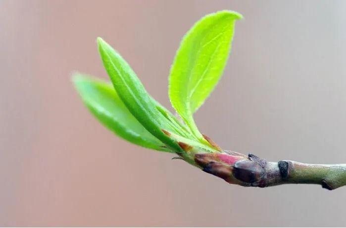 树枝上也开始萌发出 新芽,怯怯地看着这个充满希望的季节.
