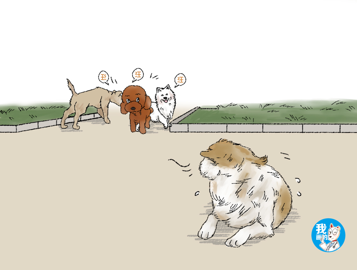 原创一群宠物狗在聚会流浪狗却趴在远处默默注视落寞的神情很心疼