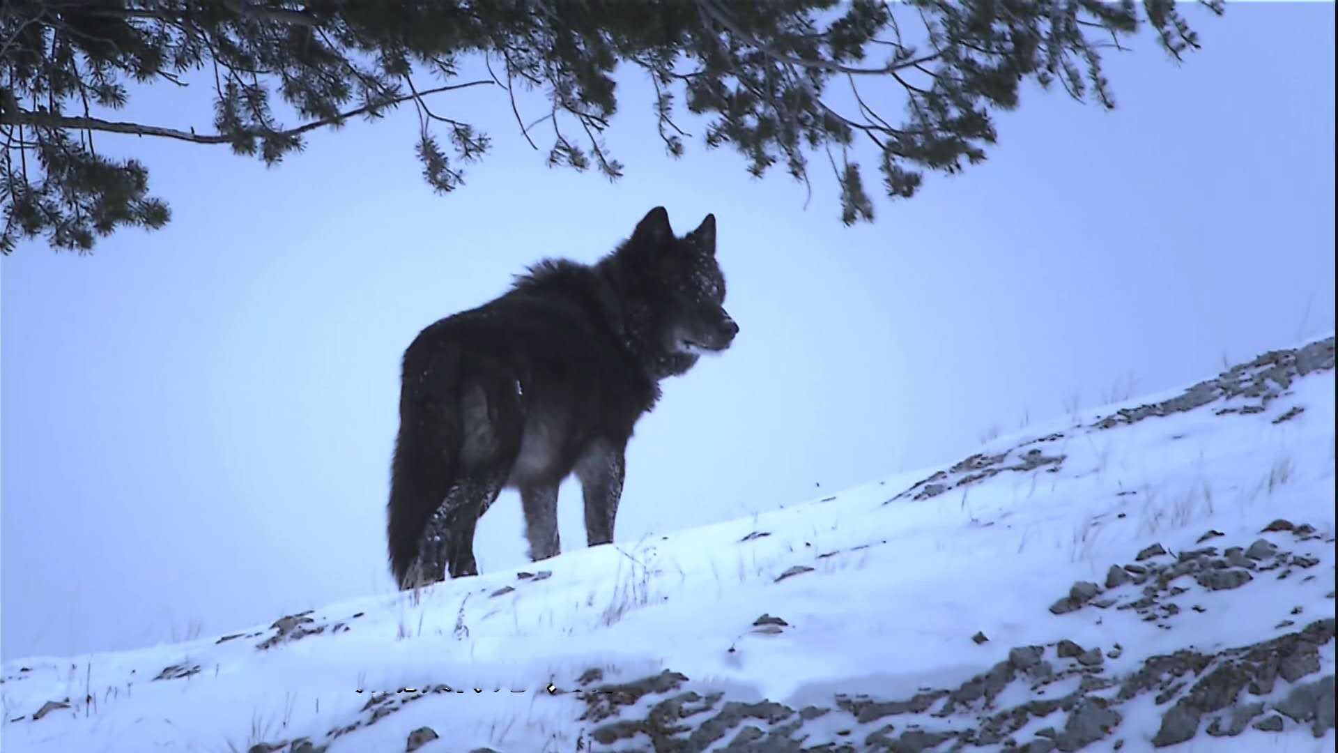原创黑狼传奇:黄石公园里最长寿的"情圣",一生放荡不羁只爱自由
