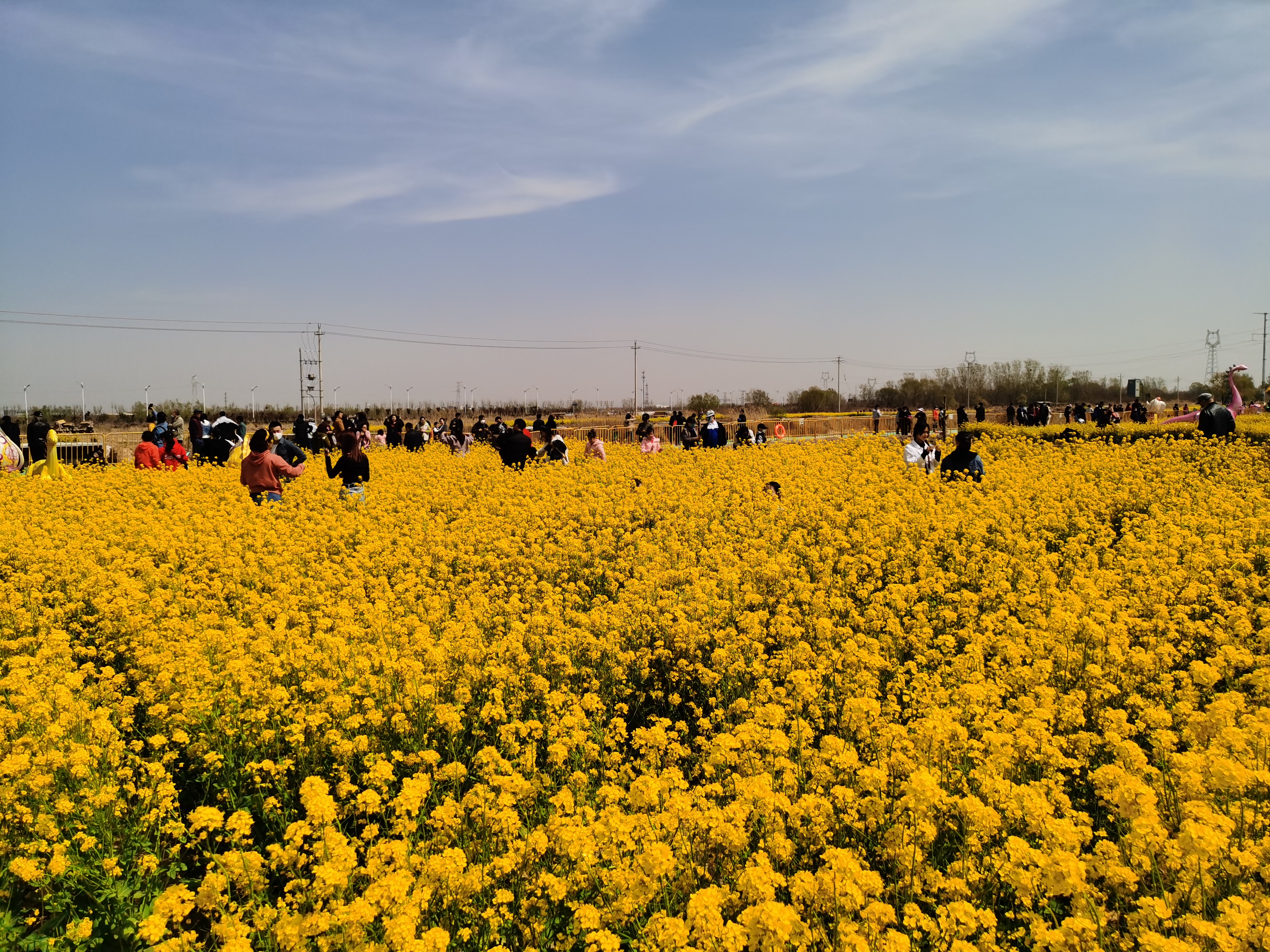 2022春节柳州赏油菜花图片