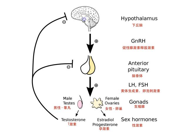 男性性腺轴图片