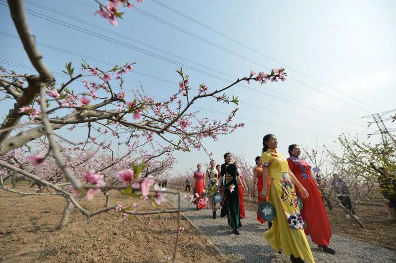 花开万树桃醉一生视频美图直击新邯山首届桃花文化节现场