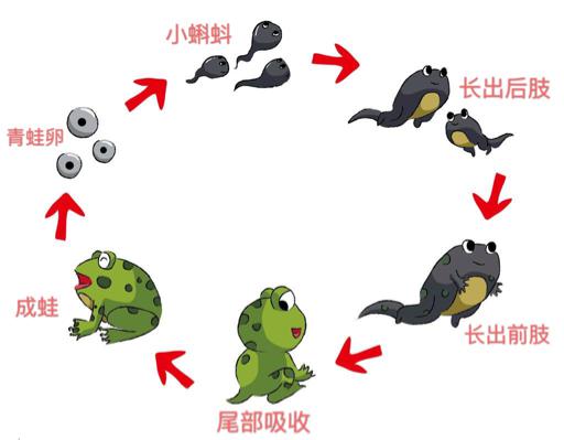 小蝌蚪的演变过程图片