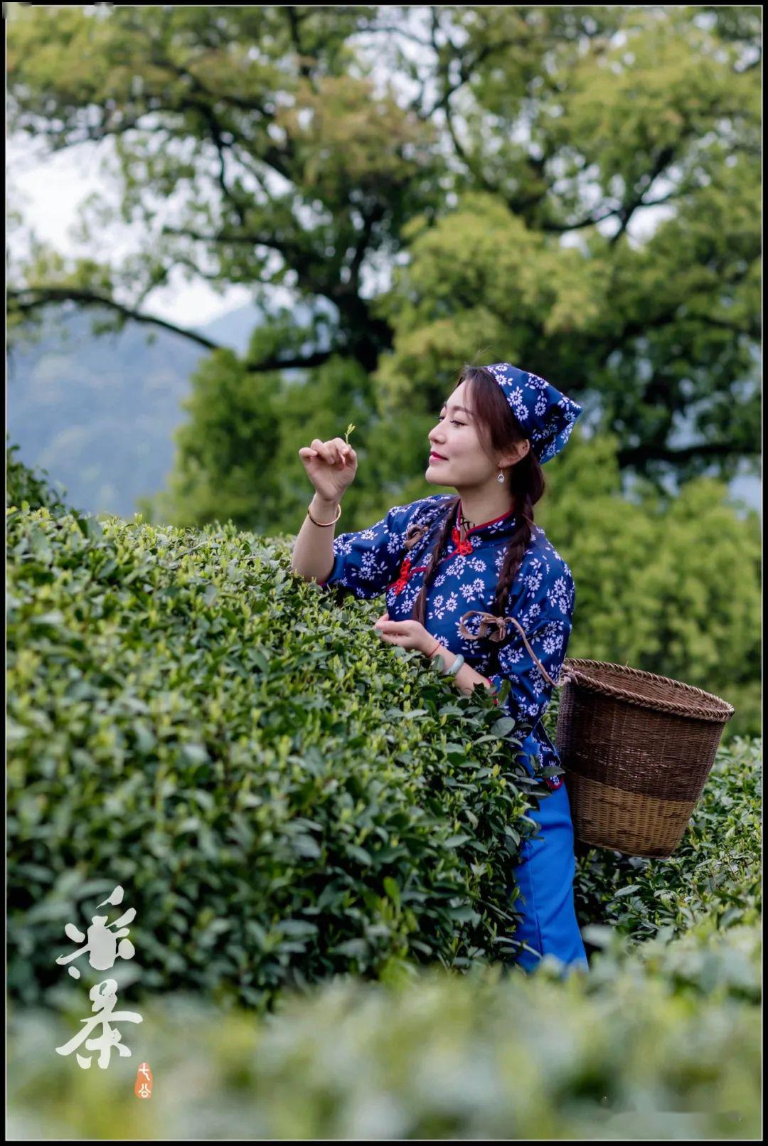 采茶姑娘茶山走图片