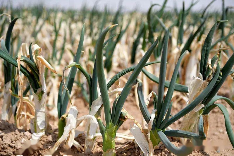 磴口县150亩羊角葱滞销农户李老汉愁白了头