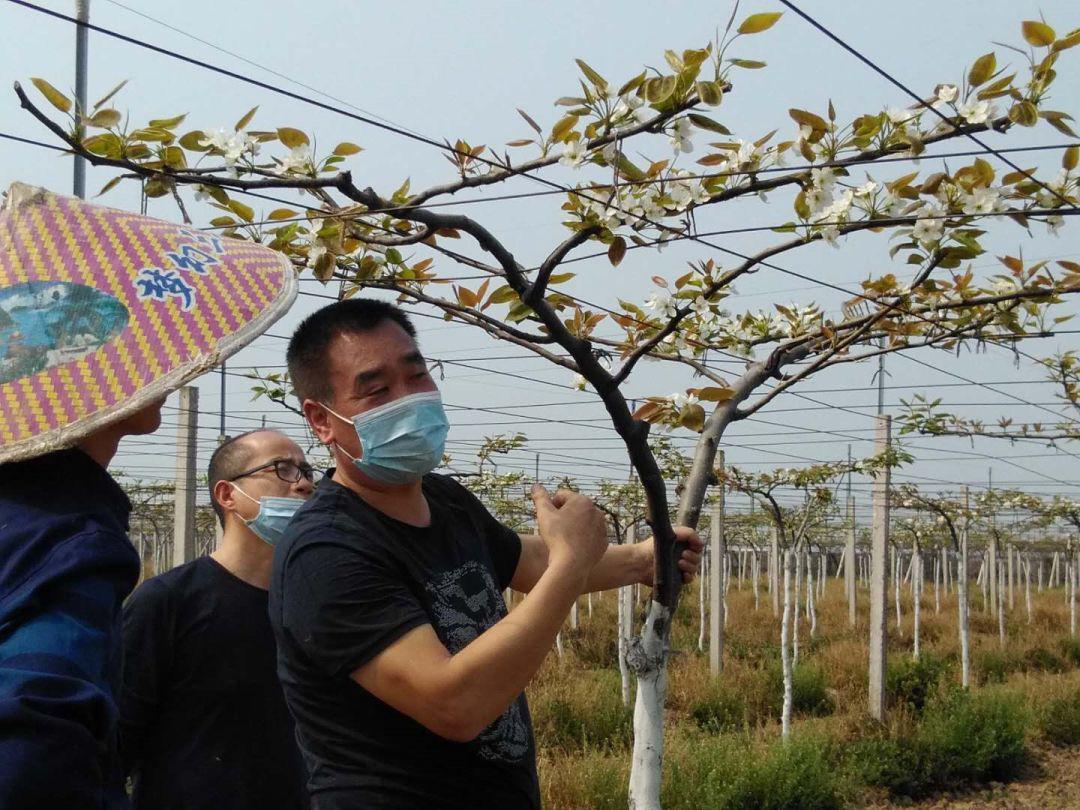 果园采用先进的双臂顺行式种植管理模式,纯天然农家肥(沼液)灌溉,纯