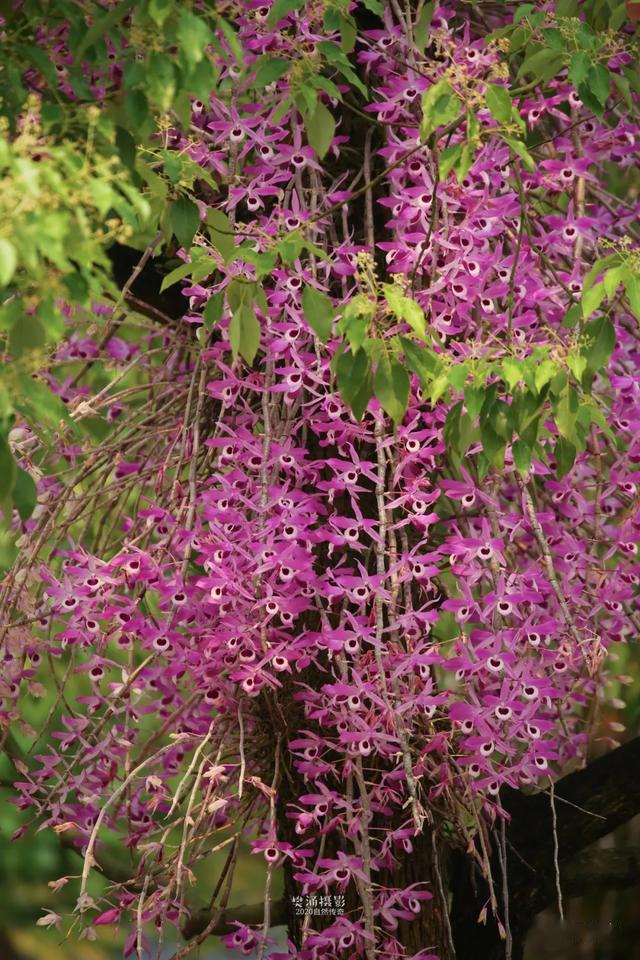 芒市紫皮石斛花开清香素雅极其好看