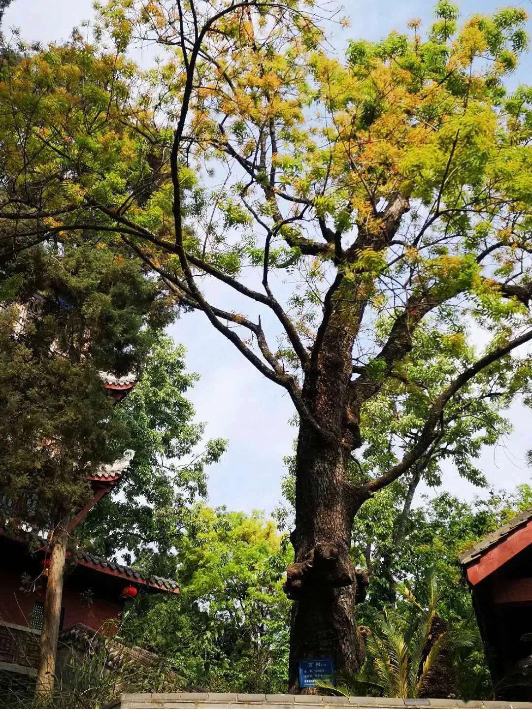 千年树王九龙汉柏依然坚挺像是慈祥的老者执着地坚守它所挚爱的