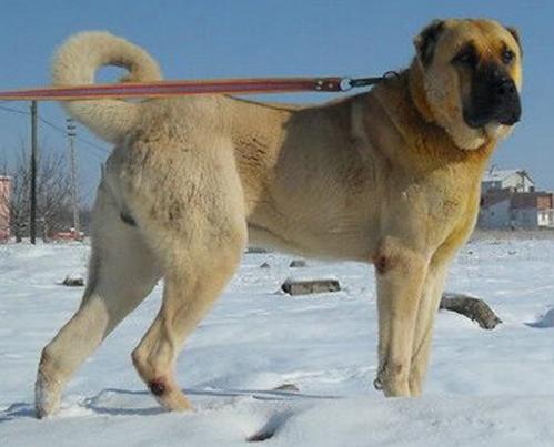 土耳其坎高犬图片大全图片