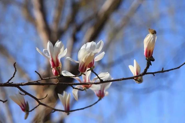 我想站在城墙下和每一朵京桃对视和每一缕春风细语