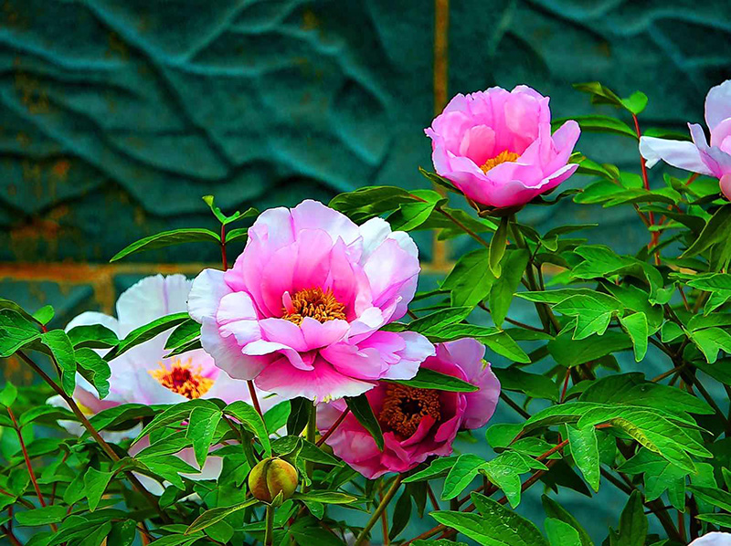 美文摄影作品欣赏春之牡丹花