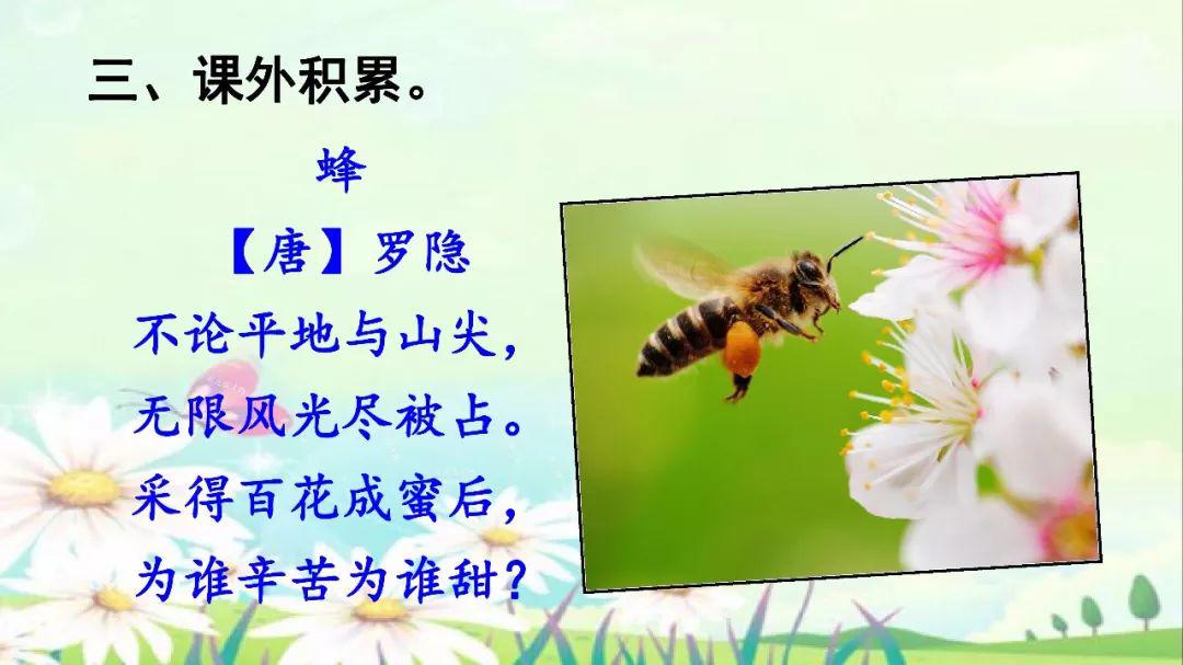 蜜蜂的知识点总结 关于蜜蜂的知识简单