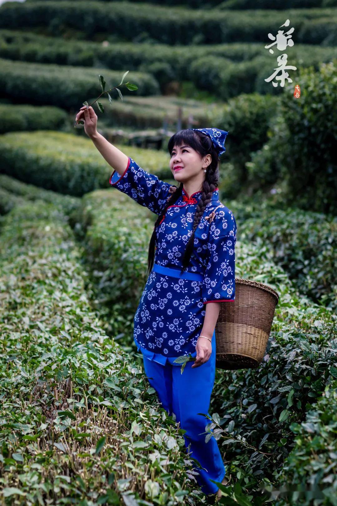 采茶采到茶花开盖过园中茉莉花哟一哟风吹茶树香千里快趁时光掐细