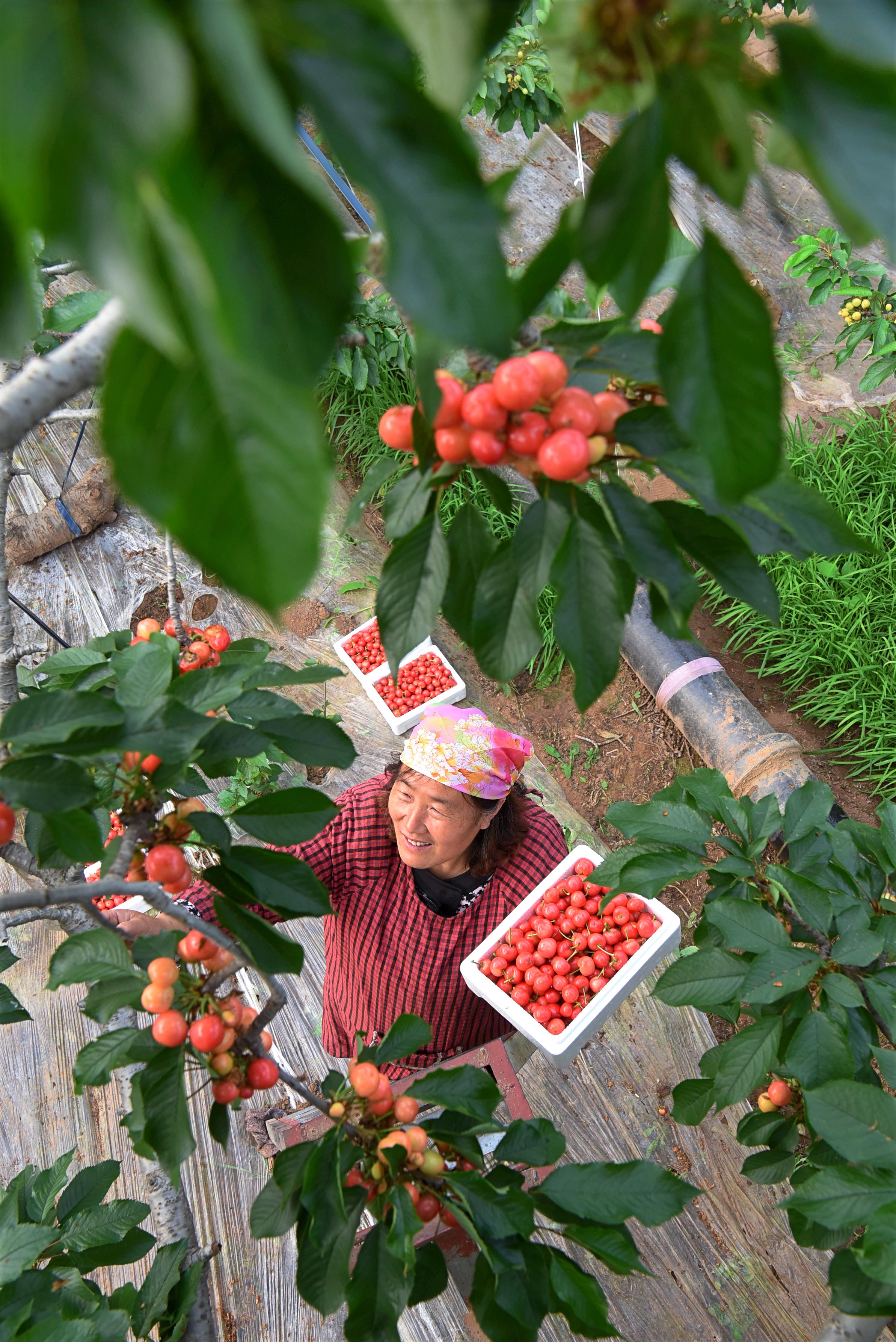 4月2日,陈学花在采摘自家种植的大棚樱桃.