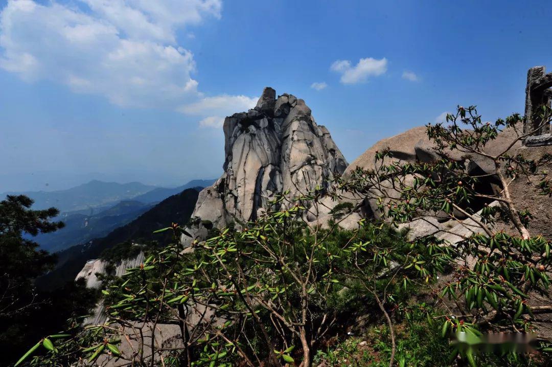 天柱峰通體金色,煯煯生輝花開如火,晨輝夕照每年4,5月峰前的谷地生長