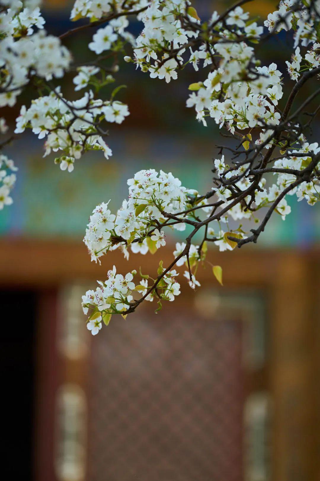 紫禁城承乾宫梨花盛开香满园一树梨花一承乾见证了顺治皇帝一段绝美的