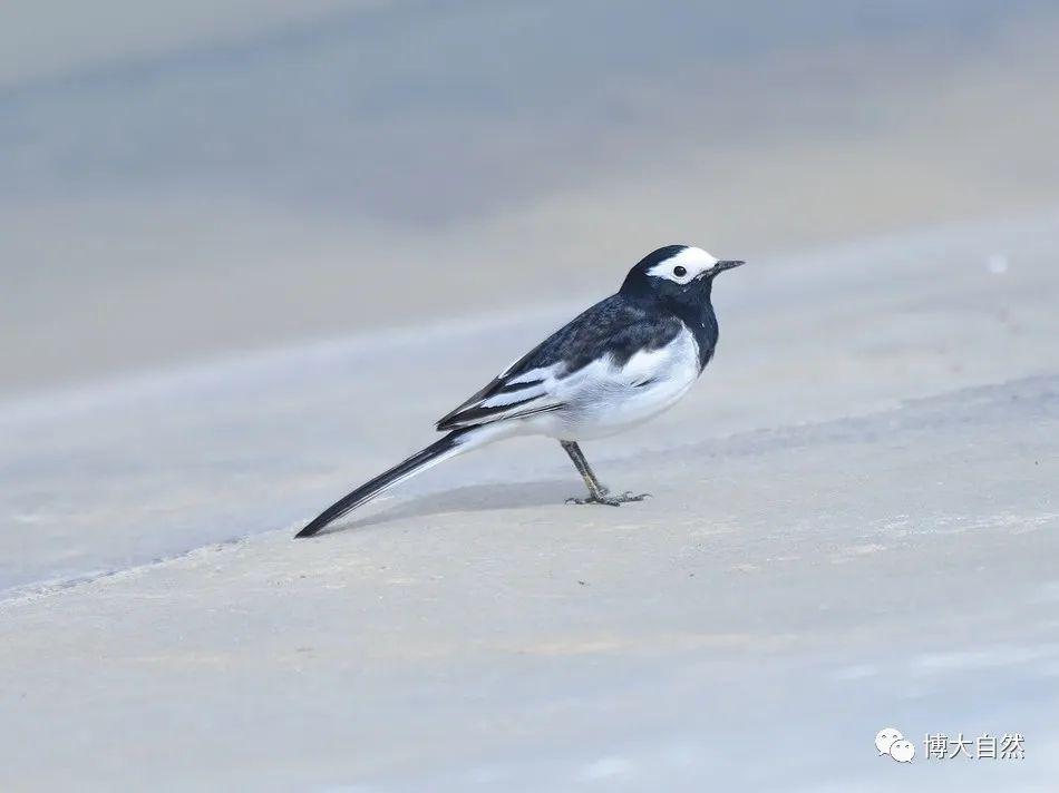 【鳥功晉級】鳥類辨識 | 白鶺鴒亞種的野外識別_繁殖